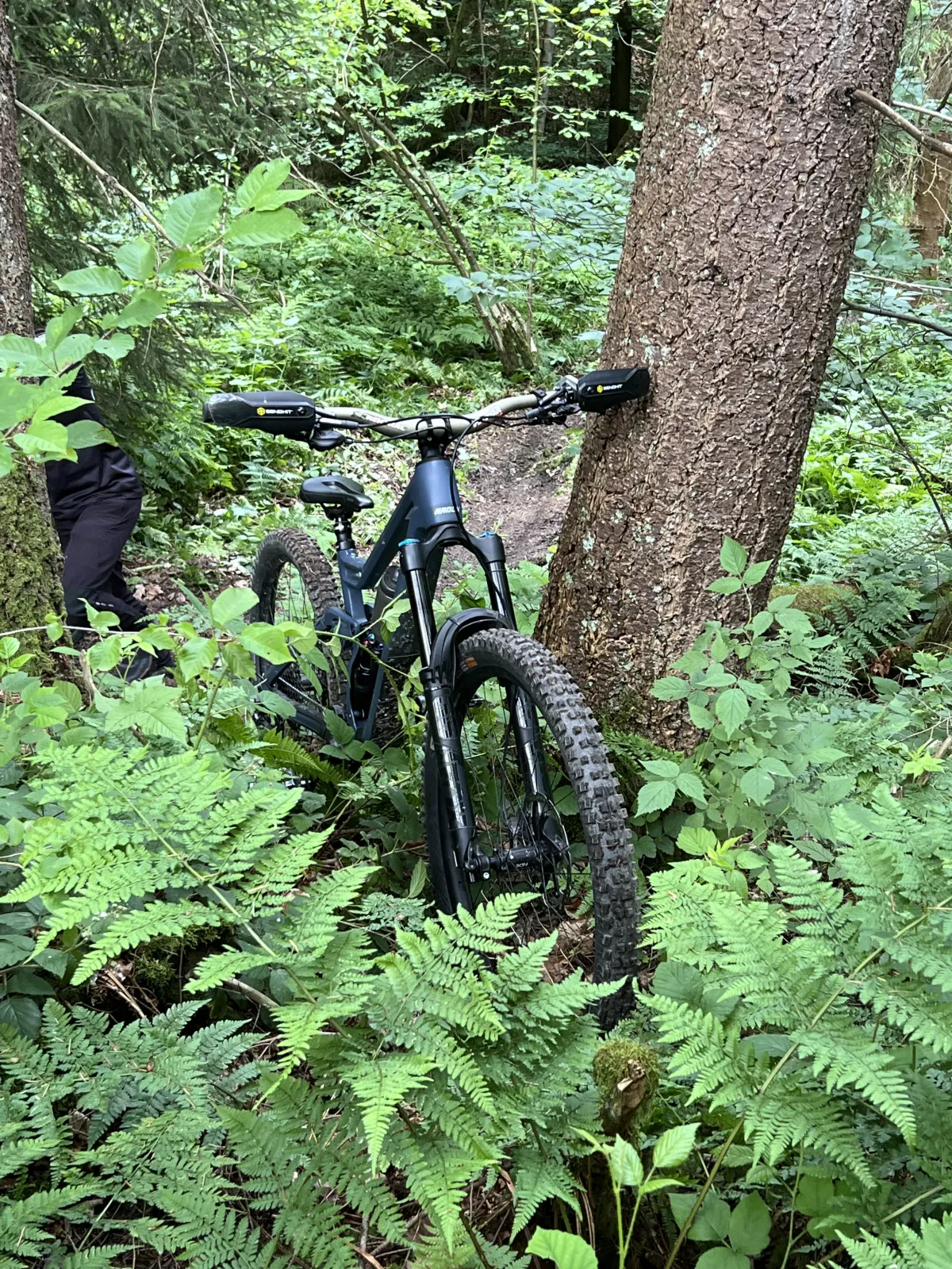 Max' Radon JAB MX 10.0 zwischen Farnen auf einem Waldtrail
