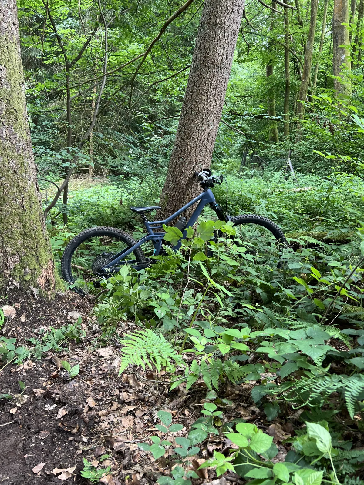 Max' Radon JAB MX 10.0 in dichtem Waldgelände